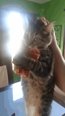 pizza-cat.gif