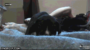 19-great-dane-puppies