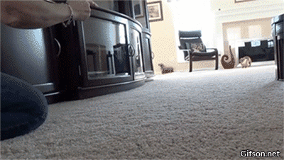 dachshund-brakes-are-optional