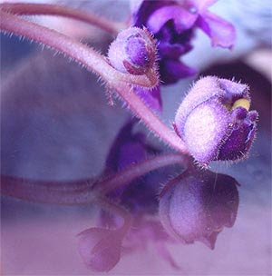 african.violet.6.jpg