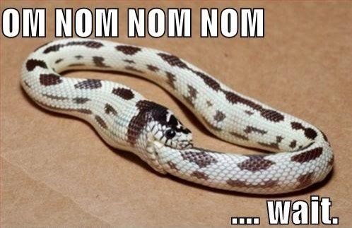 Snake+Funny+Fail.jpg