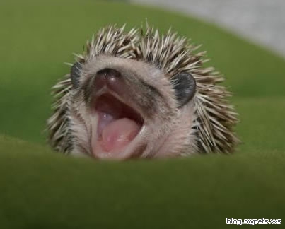 sleepy_hedgehog.jpg