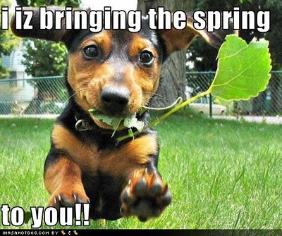 funny-dog-pictures-bringing-spring.jpg