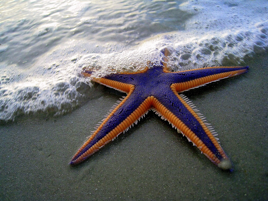 starfish+themost+beautiful+sea+star+animal+sea+creatures+picure+deep+sea+creatures+beautiful+amazing+ocean+animal+pictures.jpg