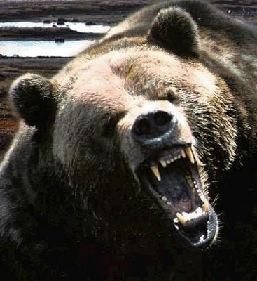 angry_bear.jpg