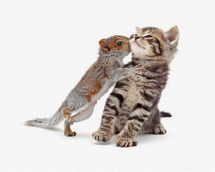 squirrel-kiss.jpg