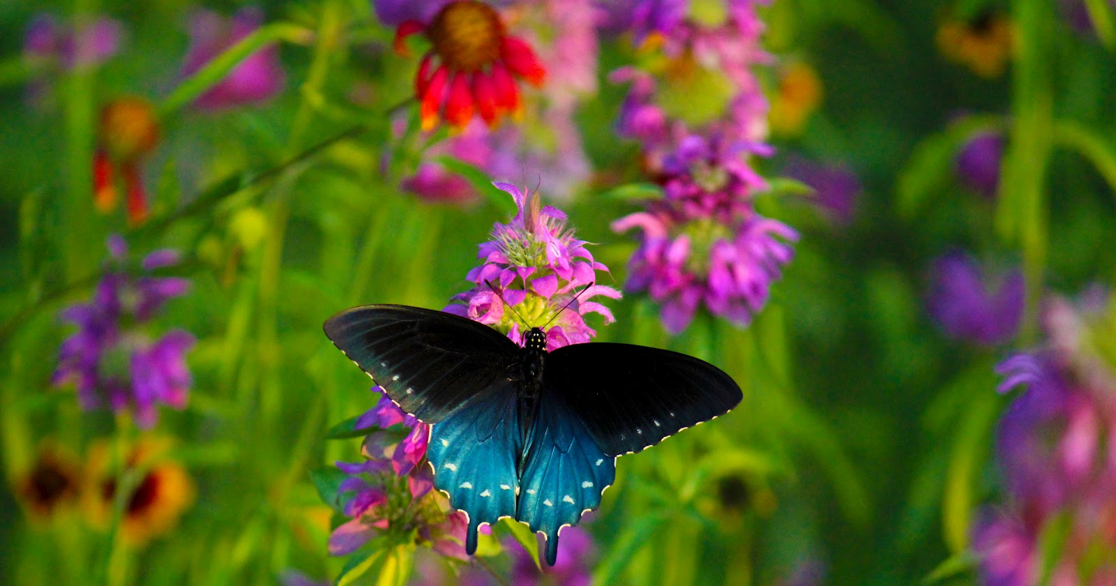 butterfly+on+wildflowers.jpg