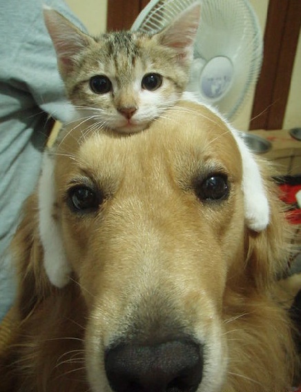 Kitty+head.jpg