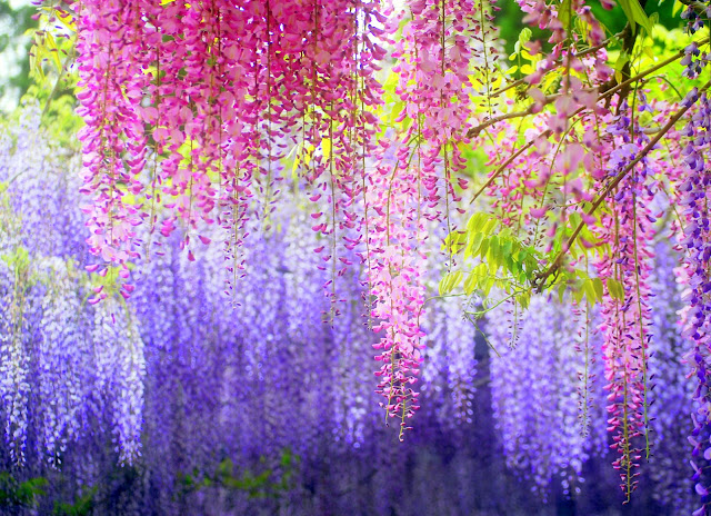 colorful_gardens.jpg