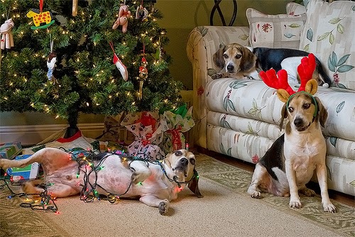 beagle-wrapped-in-christmas-lights.jpg
