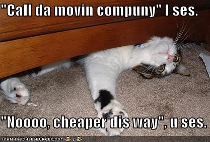 funny-pictures-cat-furniture.jpg