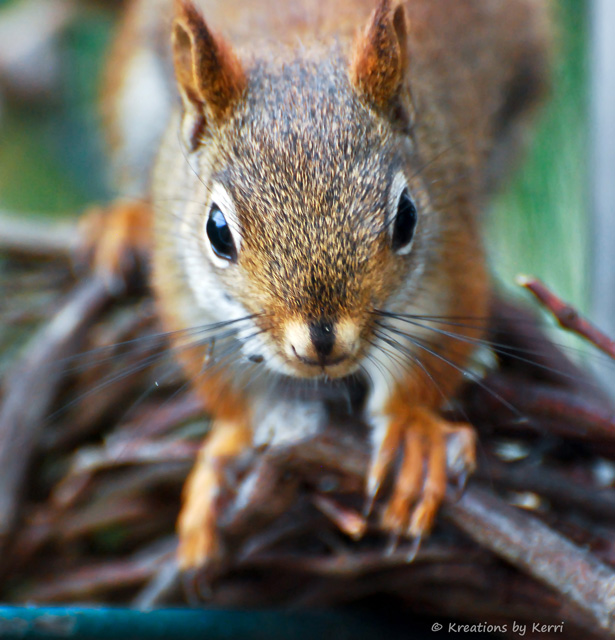 Squirrel%2B-%2BFace%2Bto%2BFace%2B057%2B11-22-09%2Bwith%2BLR%2BEdits%2Bwith%2Bwatermark.jpg