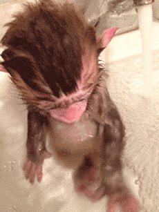 animal-gif-cute-baby-monkey-taking-bath.gif