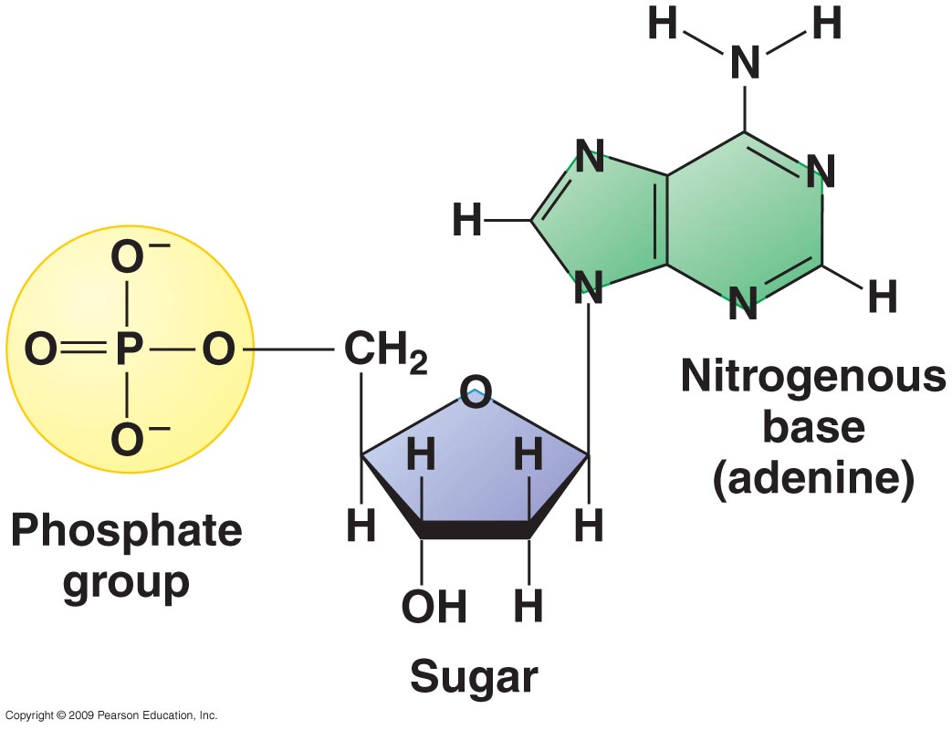 three+parts+of+nucleotide.jpg