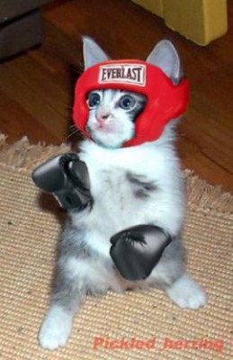 CatBoxing.jpg