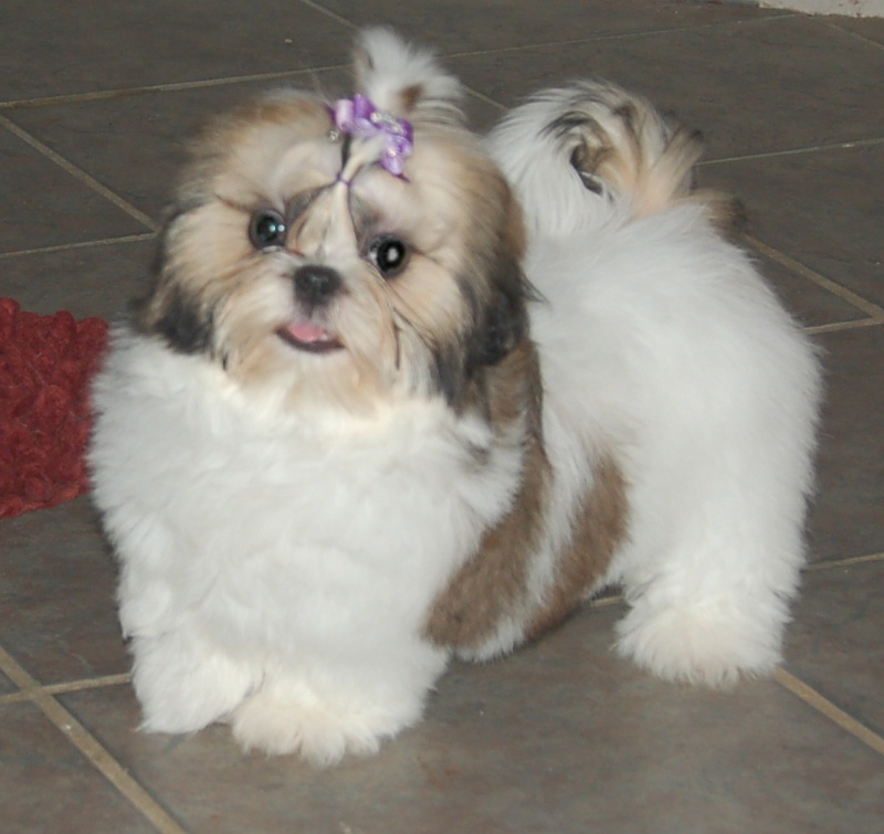 ShihTzu3.jpg