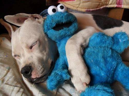 Dog-Sleeps-With-His-Cookie-Monster-Toy-After-A-Big-Cookie-Meal.jpg