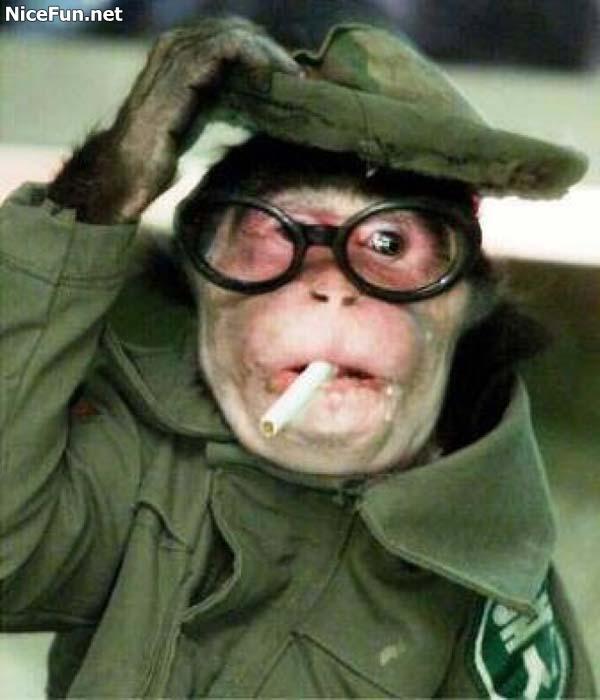 Funny+monkey+photo+Smoking+monkey.jpg