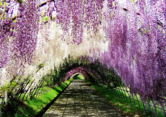 wisteriatunel4.jpg