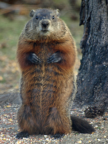 woodchuck.jpg