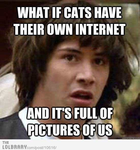 what-if-cats-have-their-own-internet-10616.jpg
