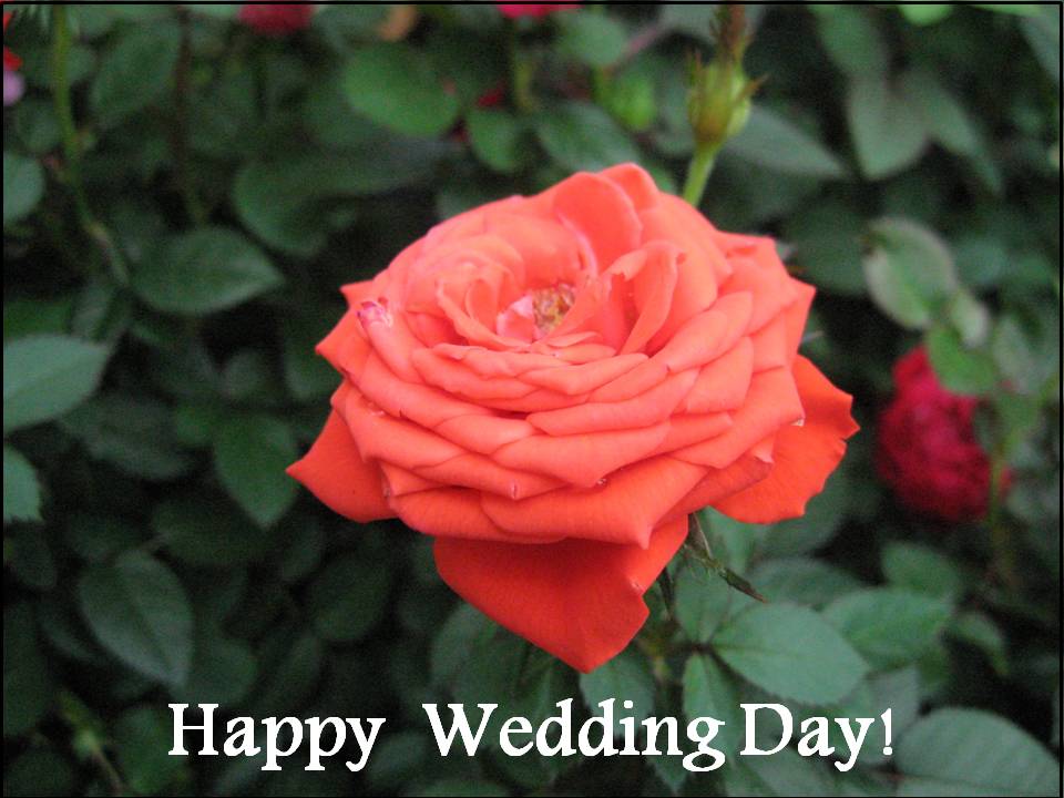 3a+Free+Happy+Wedding+Day+Card+Design.jpg