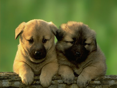 cute-dog-pictures-brown-twins.jpg