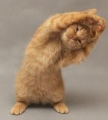 funny+cat+dancing+%284%29.jpg