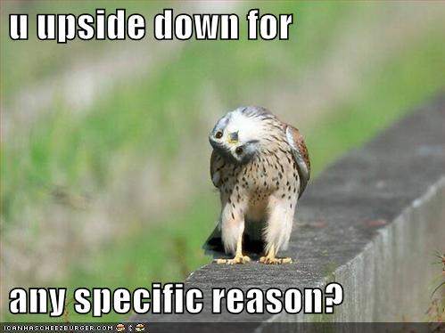 Funny-2Bfalcon-2Bbird-2B1.jpg