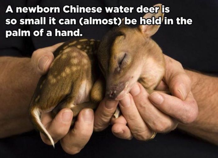 little_known_and_incredible_animal_facts_10.jpg