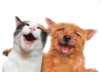 laughing+cat+and+dog.jpg