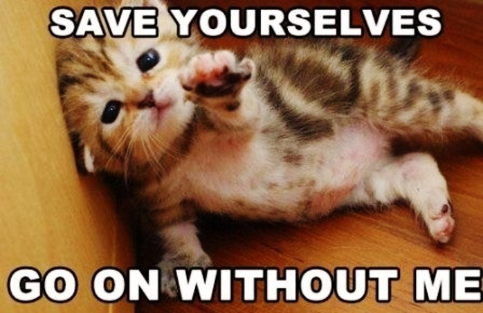 cat-save-yourselves-meme.jpg