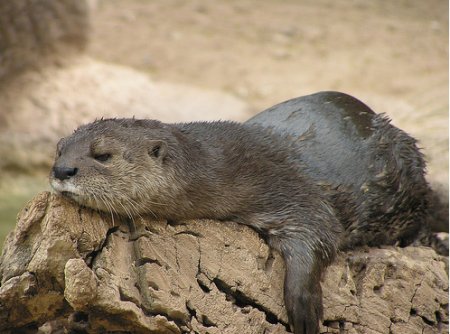 otter_gr.jpg