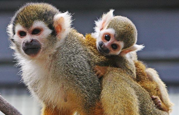 Cute-Squirrel-Monkey.jpg