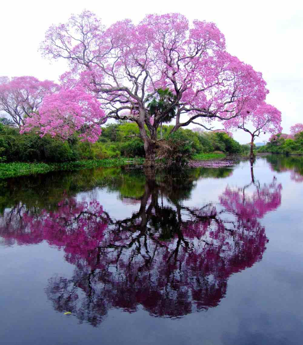 piuva-tree-brazil-photograph.jpg