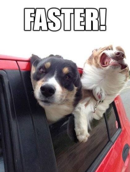funny-dogs-memes.jpg