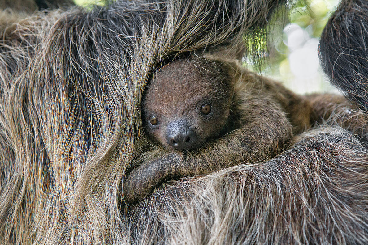 sloth_baby_animals.jpg