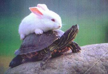 rabbit-turtle-story.jpg