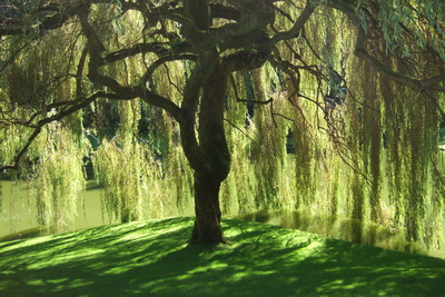 WILLOW-TREE.jpg