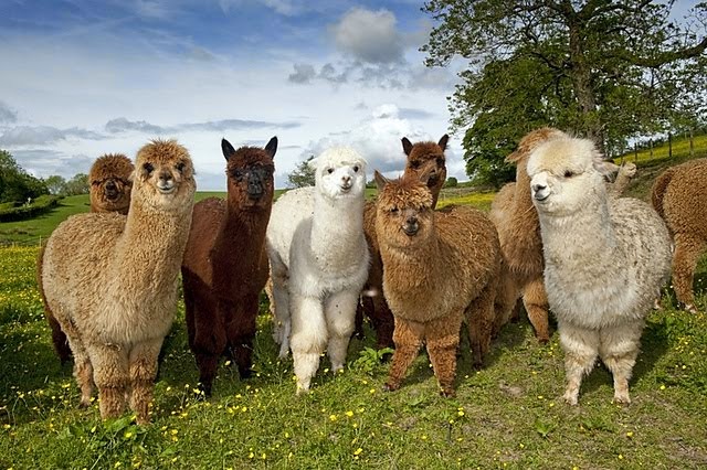 baby-llamas.jpg