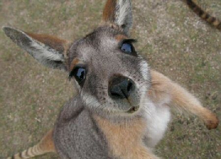 baby-kangaroo-kangaroos-11997154-450-324.jpg