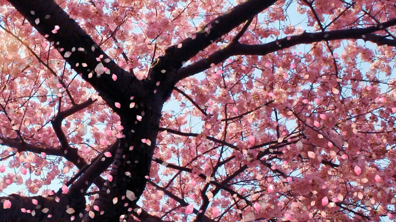 cherry-blossom.jpg