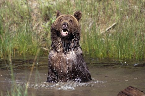 grizzly-bear-bath_375.jpg