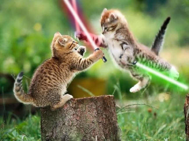 Animal-Star-Wars-Sabre-Fights-14.jpg