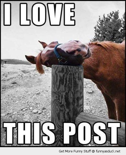 funny-happy-horse-laughing-love-this-post-pics.jpg