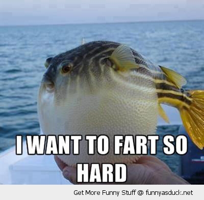 funny-need-to-fart-puffer-fish-hand-pics.jpg