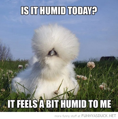 funny-fluffy-bird-afro-humid-today-pics.jpg