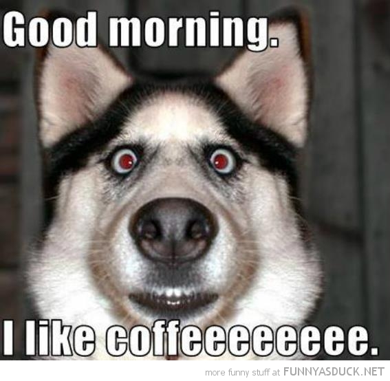 funny-good-morning-dog-like-coffee-pics.jpg