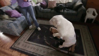 funny-pictures-bull-dog-rocking-horse-animated-gif.gif