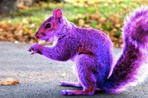 purple-squirrel-300x199.jpg